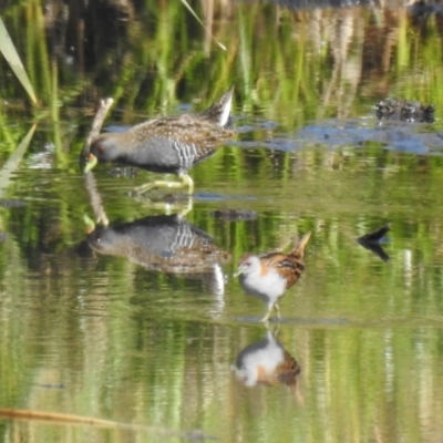 Zapornia pusilla (Baillon's Crake) at Wagga Wagga, NSW - 13 Oct 2018 by Liam.m