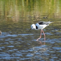 Himantopus leucocephalus (Pied Stilt) at Wagga Wagga, NSW - 13 Oct 2018 by Liam.m