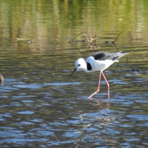 Himantopus leucocephalus at Wagga Wagga, NSW - 14 Oct 2018