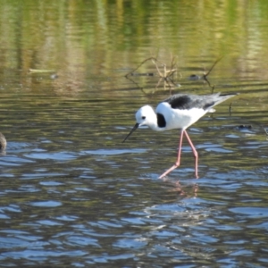 Himantopus leucocephalus at Wagga Wagga, NSW - suppressed