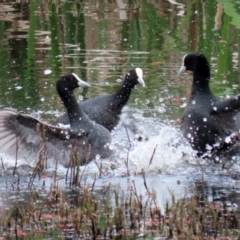 Fulica atra (Eurasian Coot) at Fyshwick, ACT - 12 Oct 2021 by RodDeb