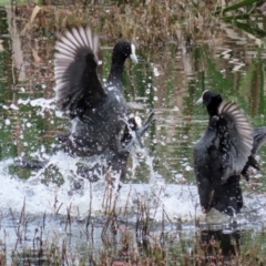 Fulica atra at Fyshwick, ACT - 12 Oct 2021