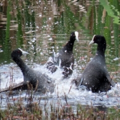 Fulica atra at Fyshwick, ACT - 12 Oct 2021