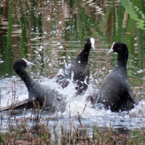 Fulica atra at Fyshwick, ACT - 12 Oct 2021 12:46 PM