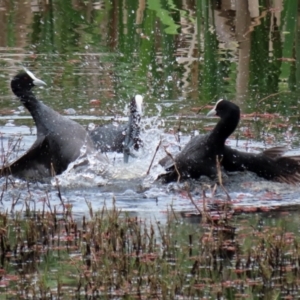 Fulica atra at Fyshwick, ACT - 12 Oct 2021