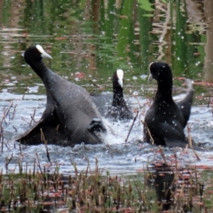 Fulica atra at Fyshwick, ACT - 12 Oct 2021 12:46 PM