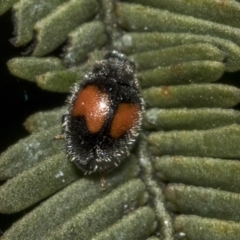 Diomus notescens (Little two-spotted ladybird) at Bruce, ACT - 11 Oct 2021 by AlisonMilton