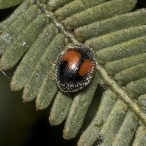 Diomus notescens at Bruce, ACT - 12 Oct 2021