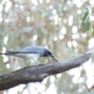 Coracina papuensis at Chiltern, VIC - 29 Sep 2018 06:14 PM