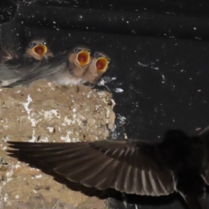 Hirundo neoxena at Fyshwick, ACT - 12 Oct 2021