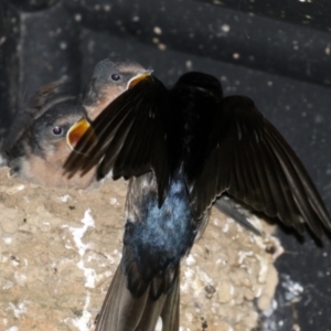 Hirundo neoxena at Fyshwick, ACT - 12 Oct 2021