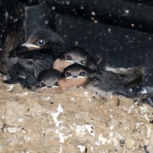 Hirundo neoxena at Fyshwick, ACT - 12 Oct 2021