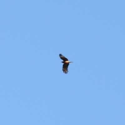 Lophoictinia isura (Square-tailed Kite) at Chiltern-Mt Pilot National Park - 29 Sep 2018 by Liam.m