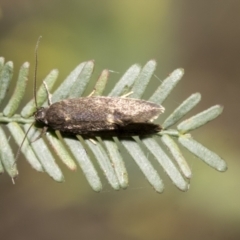 Leistomorpha brontoscopa (A concealer moth) at Bruce, ACT - 12 Oct 2021 by AlisonMilton