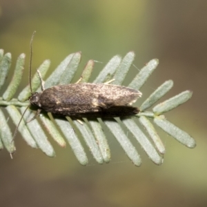 Leistomorpha brontoscopa at Bruce, ACT - 12 Oct 2021 09:58 AM