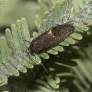 Leistomorpha brontoscopa at Bruce, ACT - 12 Oct 2021 09:58 AM