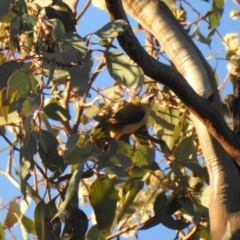 Melithreptus gularis (Black-chinned Honeyeater) at Chiltern, VIC - 29 Sep 2018 by Liam.m