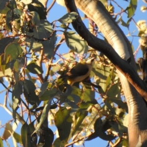 Melithreptus gularis gularis at Chiltern, VIC - 29 Sep 2018