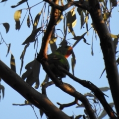 Lathamus discolor (Swift Parrot) at Chiltern, VIC - 29 Sep 2018 by Liam.m