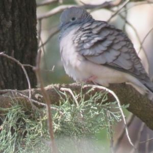 Geopelia placida at Turvey Park, NSW - suppressed