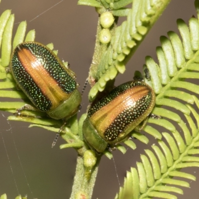 Calomela parilis (Leaf beetle) at Bruce Ridge - 11 Oct 2021 by AlisonMilton