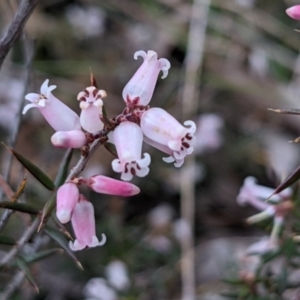 Lissanthe strigosa subsp. subulata at Currawang, NSW - suppressed