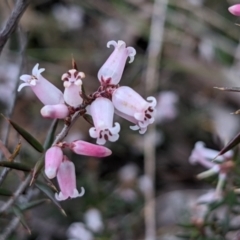 Lissanthe strigosa (Peach Heath) at Currawang, NSW - 12 Oct 2021 by camcols