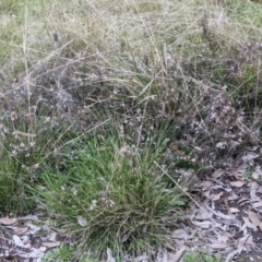 Lissanthe strigosa subsp. subulata at Currawang, NSW - 12 Oct 2021