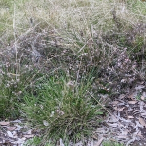 Lissanthe strigosa subsp. subulata at Currawang, NSW - suppressed