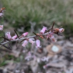 Lissanthe strigosa subsp. subulata at Currawang, NSW - 12 Oct 2021