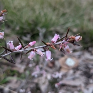 Lissanthe strigosa subsp. subulata at Currawang, NSW - suppressed