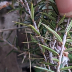 Lissanthe strigosa subsp. subulata at Currawang, NSW - suppressed