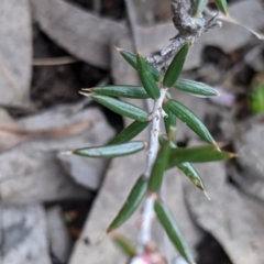 Lissanthe strigosa subsp. subulata at Currawang, NSW - suppressed