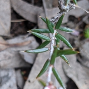 Lissanthe strigosa subsp. subulata at Currawang, NSW - 12 Oct 2021