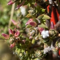 Styphelia attenuata (Small-leaved Beard Heath) at Mount Clear, ACT - 9 Oct 2021 by RAllen