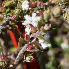 Styphelia attenuata at Mount Clear, ACT - 9 Oct 2021