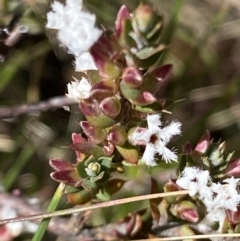 Styphelia attenuata at Mount Clear, ACT - 9 Oct 2021