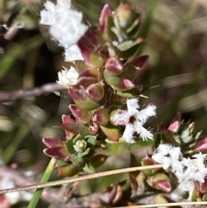 Styphelia attenuata at Mount Clear, ACT - 9 Oct 2021