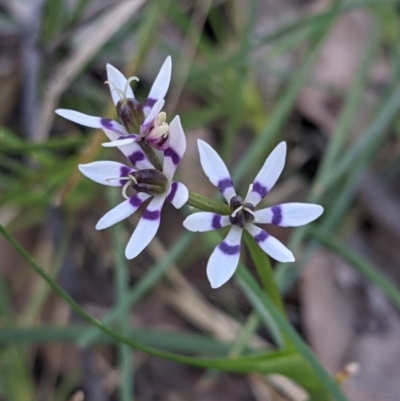 Wurmbea dioica subsp. dioica (Early Nancy) at Currawang, NSW - 6 Oct 2021 by camcols