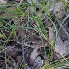 Wurmbea dioica subsp. dioica at Currawang, NSW - 6 Oct 2021