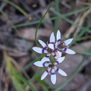 Wurmbea dioica subsp. dioica at Currawang, NSW - 6 Oct 2021