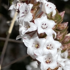 Epacris microphylla (Coral Heath) at Mount Clear, ACT - 8 Oct 2021 by RAllen