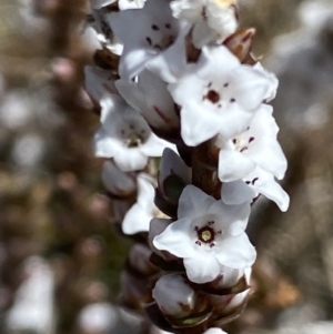 Epacris microphylla at Mount Clear, ACT - 9 Oct 2021