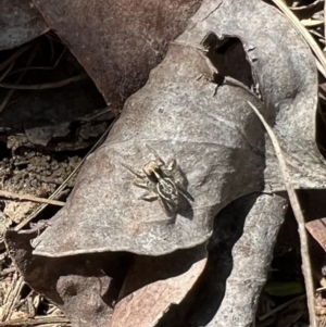 Maratus sp. (genus) at Murrumbateman, NSW - 9 Oct 2021