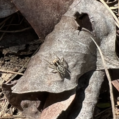 Maratus sp. (genus) (Unidentified Peacock spider) at Murrumbateman, NSW - 9 Oct 2021 by SimoneC