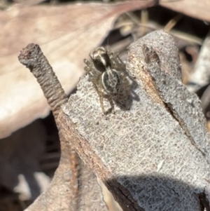 Maratus sp. (genus) at Murrumbateman, NSW - 9 Oct 2021