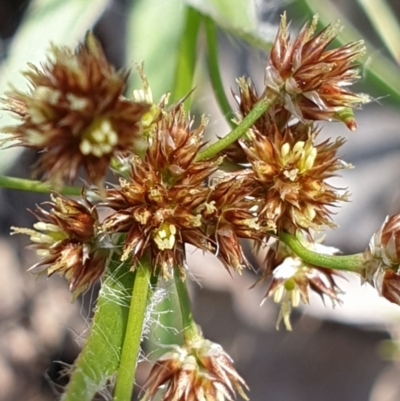 Luzula densiflora (Dense Wood-rush) at Cook, ACT - 6 Oct 2021 by drakes