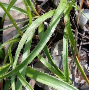 Luzula densiflora at Cook, ACT - 6 Oct 2021