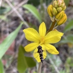 Syrphini sp. (tribe) (Unidentified syrphine hover fly) at Yarralumla, ACT - 12 Oct 2021 by JaneR