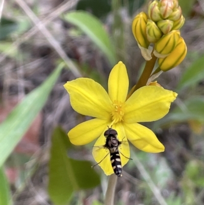 Syrphini sp. (tribe) (Unidentified syrphine hover fly) at Stirling Park - 12 Oct 2021 by JaneR